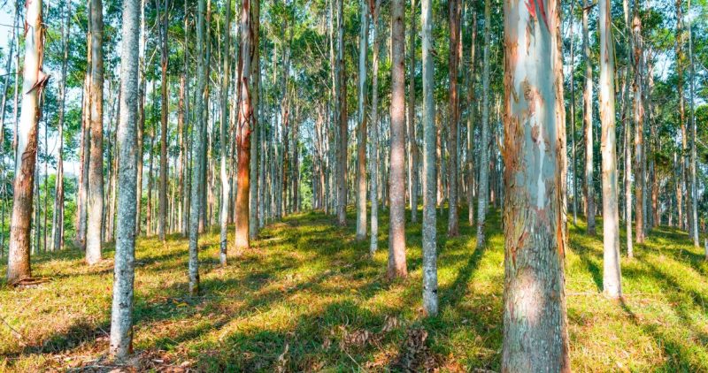 ইউক্যালিপটাস গাছ