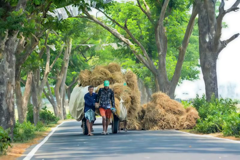 মহেশখালীর শাপলাপুরের বিস্তীর্ণ মাঠে পাকা আমন ধান কেটে ঘরে তুলতে ব্যস্ত সময় পার করছেন কৃষকেরা। সোনালি ধানের এই সমারোহ যেন গ্রামীণ জনপদে নবান্নের বার্তা বয়ে এনেছে।