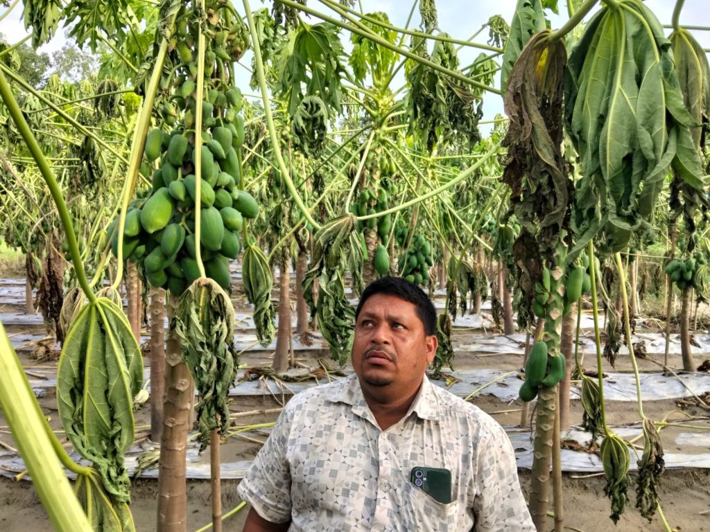 বন্যার পানিতে গোড়া পচে পাতা নেতিয়ে পড়া মৃতপ্রায় পেঁপে বাগান এবং হতাশ কৃষক বাদশা।