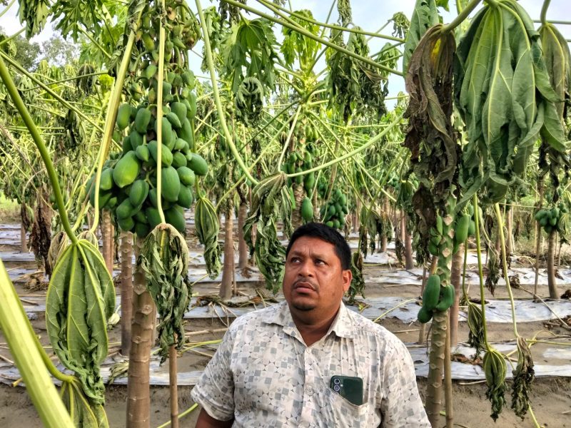 বন্যার পানিতে গোড়া পচে পাতা নেতিয়ে পড়া মৃতপ্রায় পেঁপে বাগান এবং হতাশ কৃষক বাদশা।